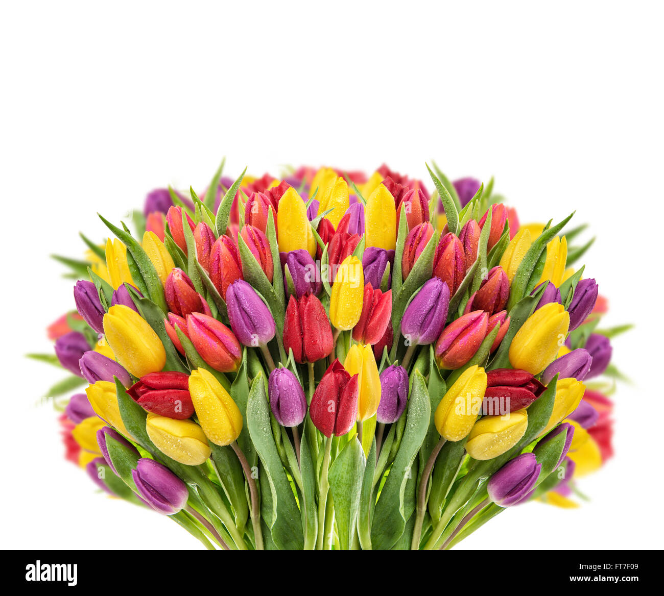 Sortierte Tulpen. Bunte Blumen-Bouquet mit Wasser fällt auf weißem Hintergrund Stockfoto