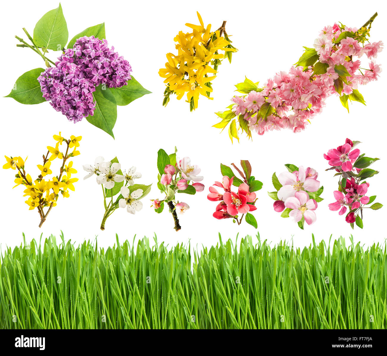 Frühling Blüten und frischen grünen Rasen isoliert auf weißem Hintergrund. Blumen von Apple, Forsythien, Flieder, Kirsche und Birne Baum. BI Stockfoto