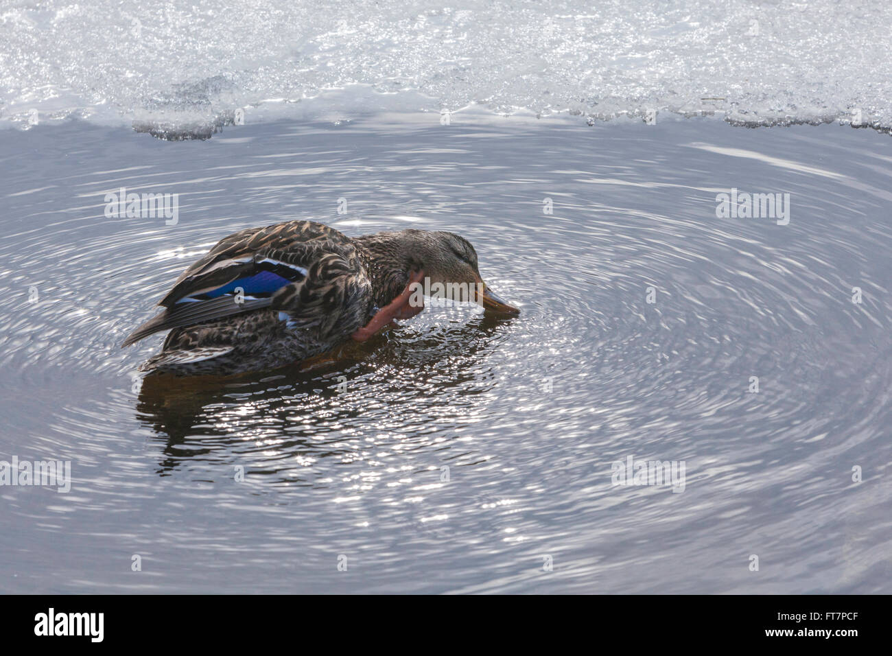 Kanadische Ente putzen in den schmelzenden Schnee und Eis. Stockfoto