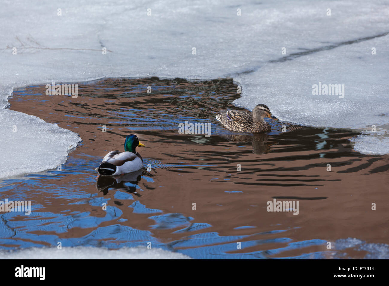 Kanadische Enten im schmelzenden Schnee und Eis. Stockfoto