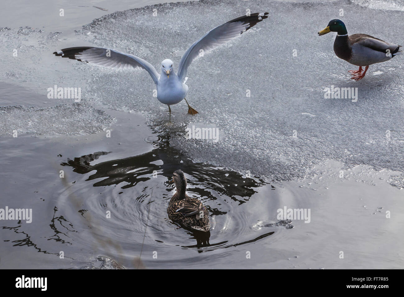 Kanadische Enten und Möwen tummeln sich in den schmelzenden Schnee und Eis. Stockfoto