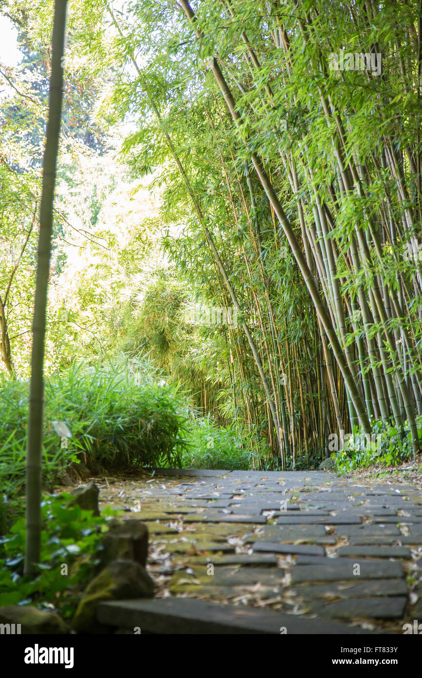 Blick auf Bambus-Wald, durchzogen von einem Stein Weg Stockfoto
