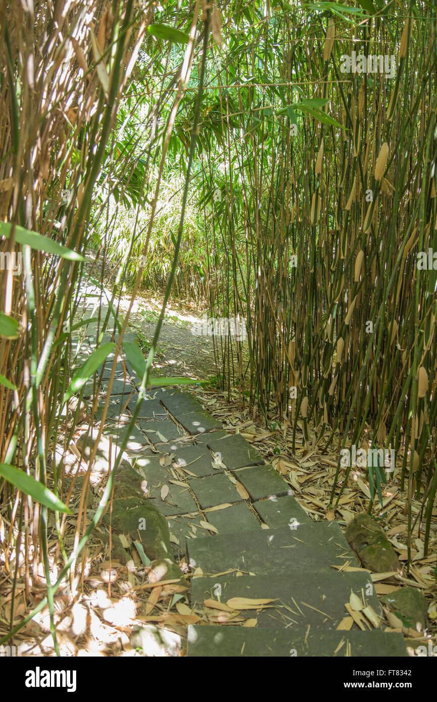 Ein Stein Weg durch einen Bambuswald Stockfoto