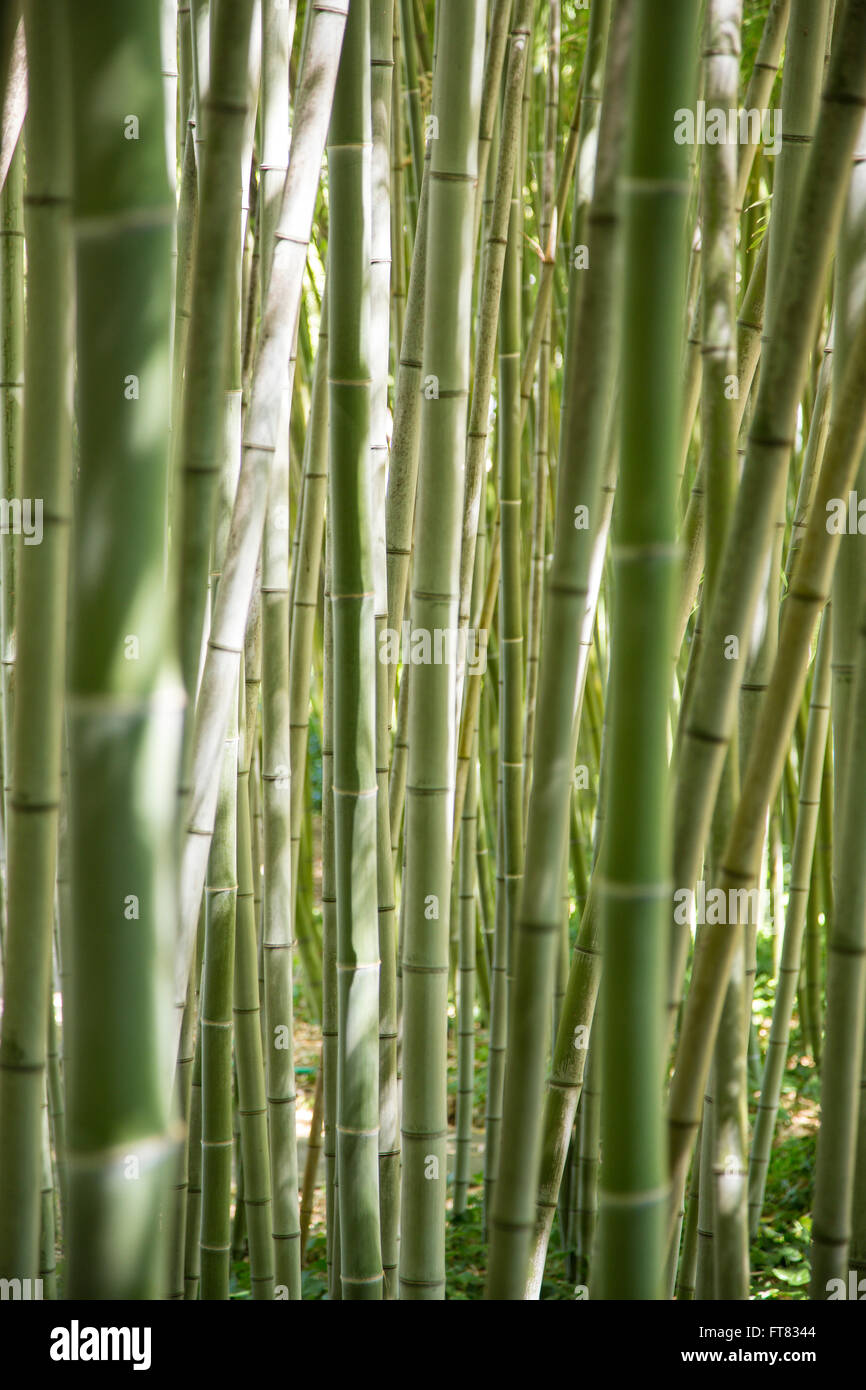 Blick durch einen Wald von grünen Stöcke aus Bambus Stockfoto
