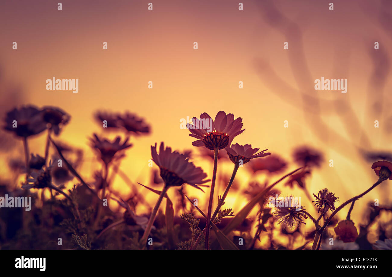 Schöne Daisy Feld im Abendlicht, Silhouette der wenig sanfte weiße Blumen auf orange Abend Himmelshintergrund Stockfoto