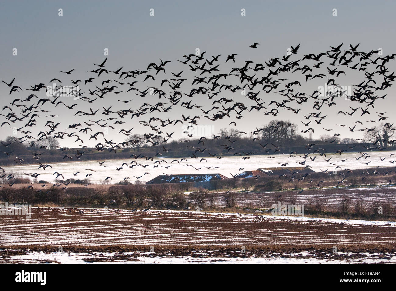 Pinkfoot Gänse kommen in ernähren sich von Schnee bedeckt Ackerland, North Norfolk Stockfoto