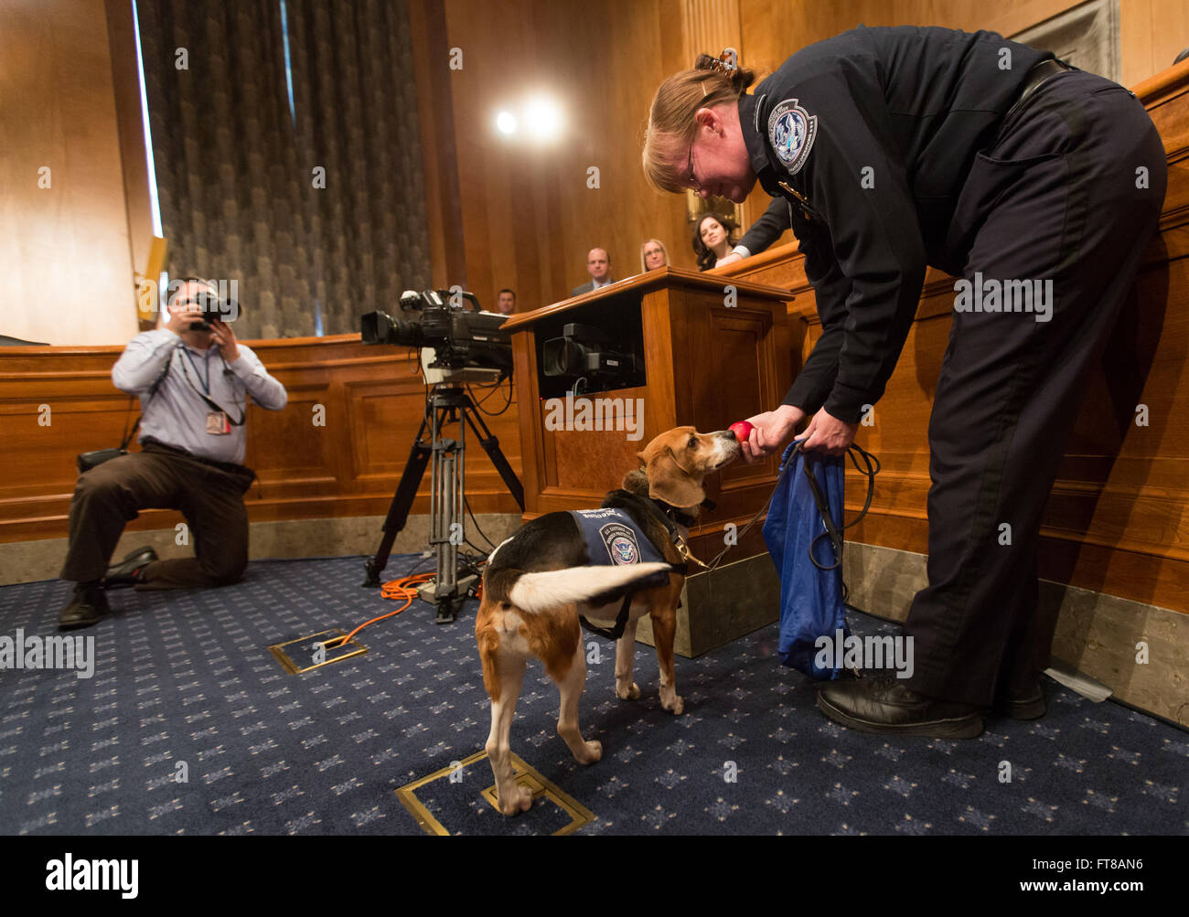 CBP Eckzahn Officer Jones und ihr Partner Hudson demonstrieren, wie ein Hund zu suchen und finden gefährliche landwirtschaftliche Produkte in der mündlichen Verhandlung bei der U.S. Senate Committee on Homeland Security und Governmental Affairs auf wie Canine Programme tragen zur Homeland Security genutzt wird. Foto von James Tourtellotte. Stockfoto