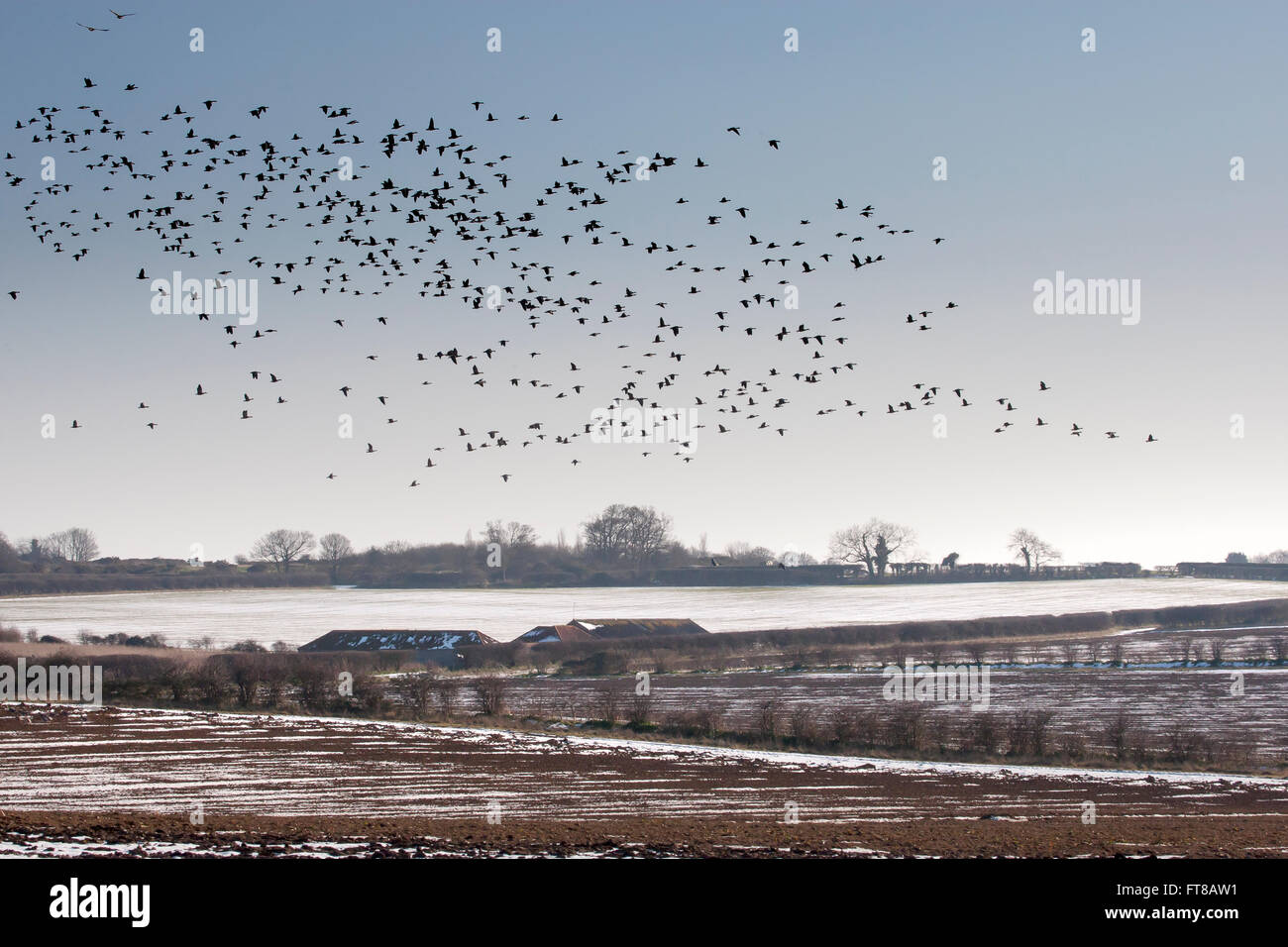 Pinkfoot Gänse kommen in ernähren sich von Schnee bedeckt Ackerland, North Norfolk Stockfoto