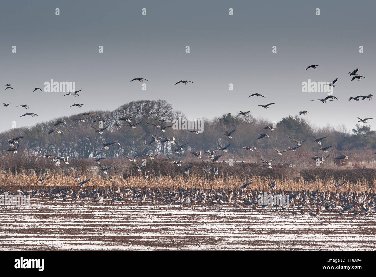 Pinkfoot Gänse kommen in ernähren sich von Schnee bedeckt Ackerland, North Norfolk Stockfoto