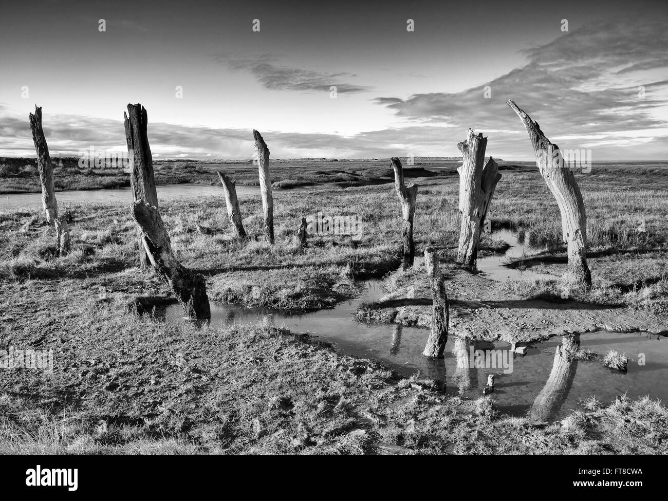 Dornweiler Sümpfe West Norfolk Stockfoto