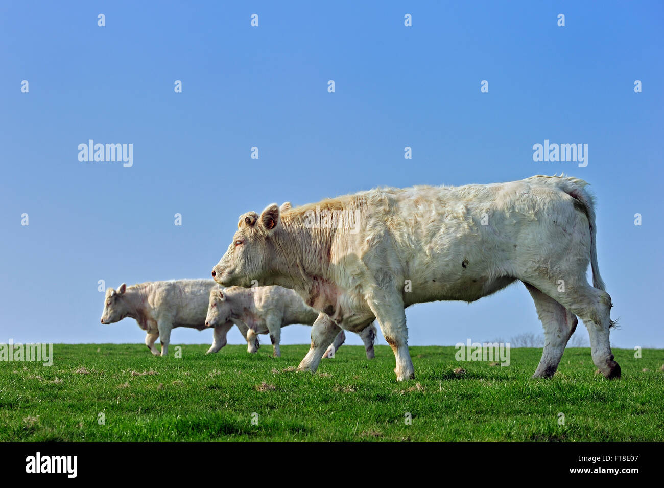 Charolais-Kühe (Bos Taurus), Rasse der Taurin Rinder aus der Charolais Umgebung Charolles, Burgund, Frankreich Stockfoto