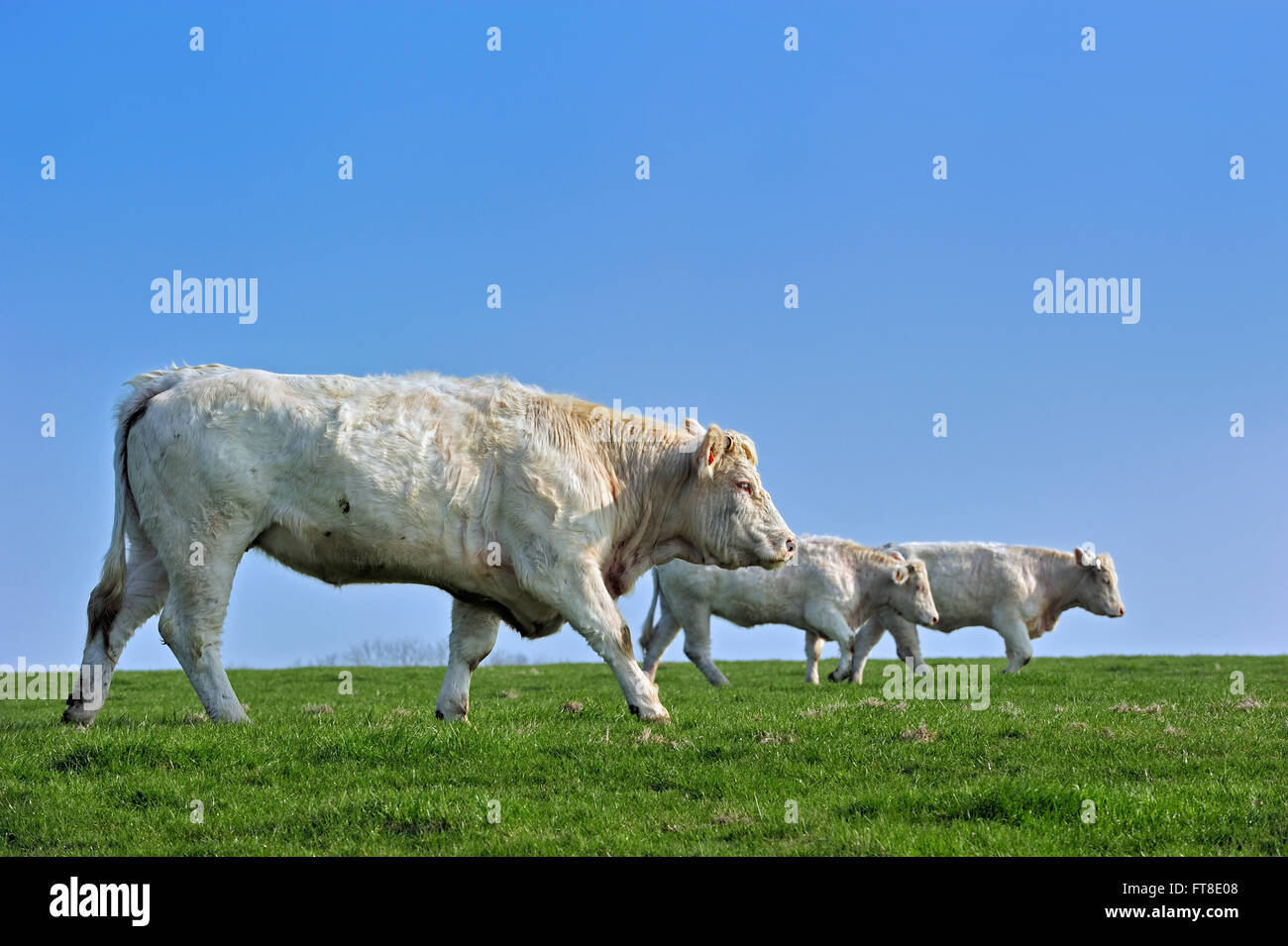 Charolais-Kühe (Bos Taurus), Rasse der Taurin Rinder aus der Charolais Umgebung Charolles, Burgund, Frankreich Stockfoto