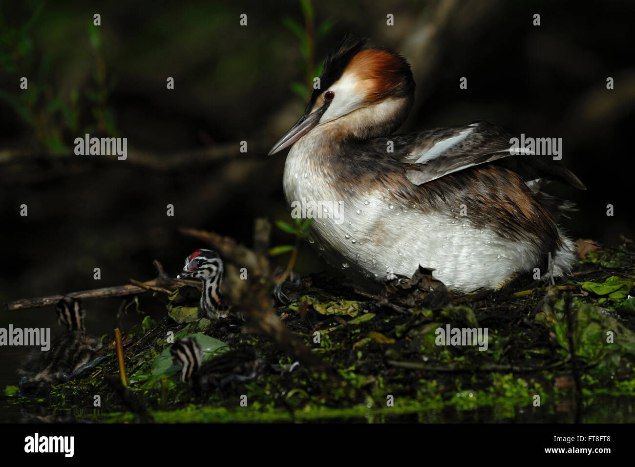 Haubentaucher (Podiceps Cristatus) sitzt auf seinem Nest zusammen mit Nestflüchter Jungtiere in heimlich Atmosphäre. Stockfoto