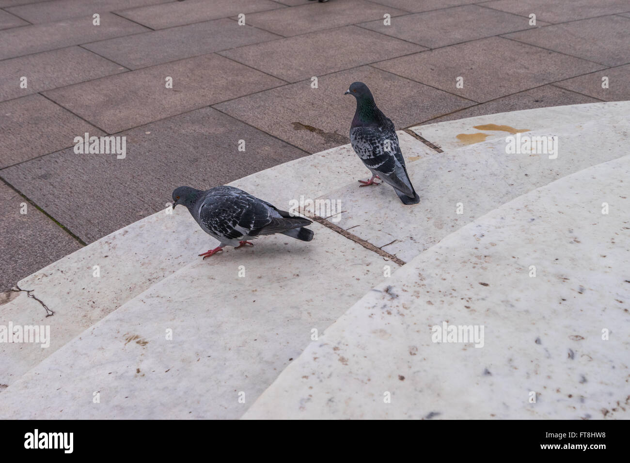 Tauben auf die Schritte, die in der Nähe des Buckingham Palace. Stockfoto