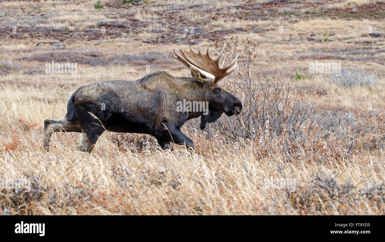 Bull Moose während der Falljahreszeit Brunft Stockfoto