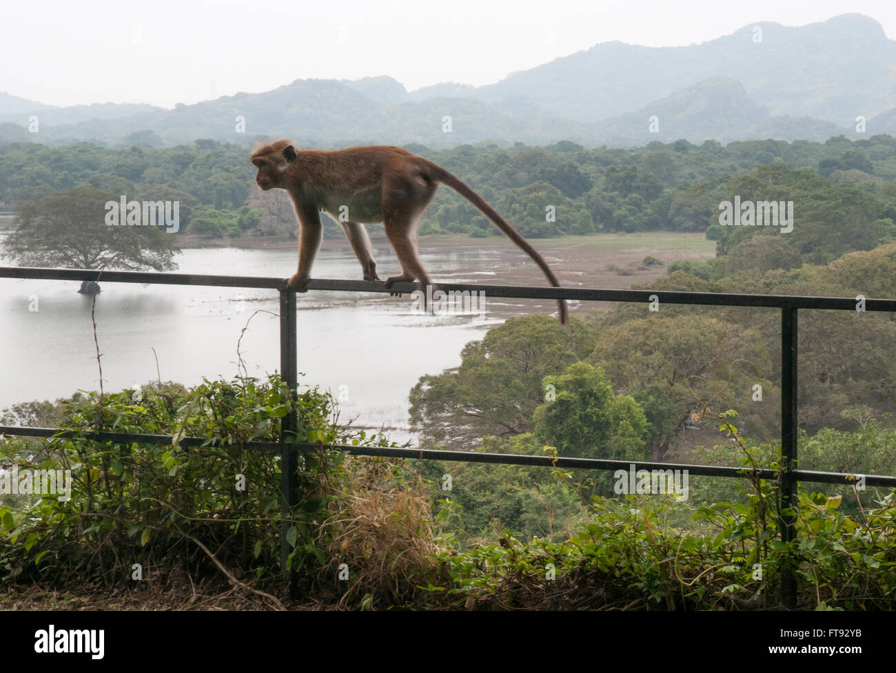 Affe schlich die Gründe der Erbe Kandalama Hotel in Sri Lanka Stockfoto