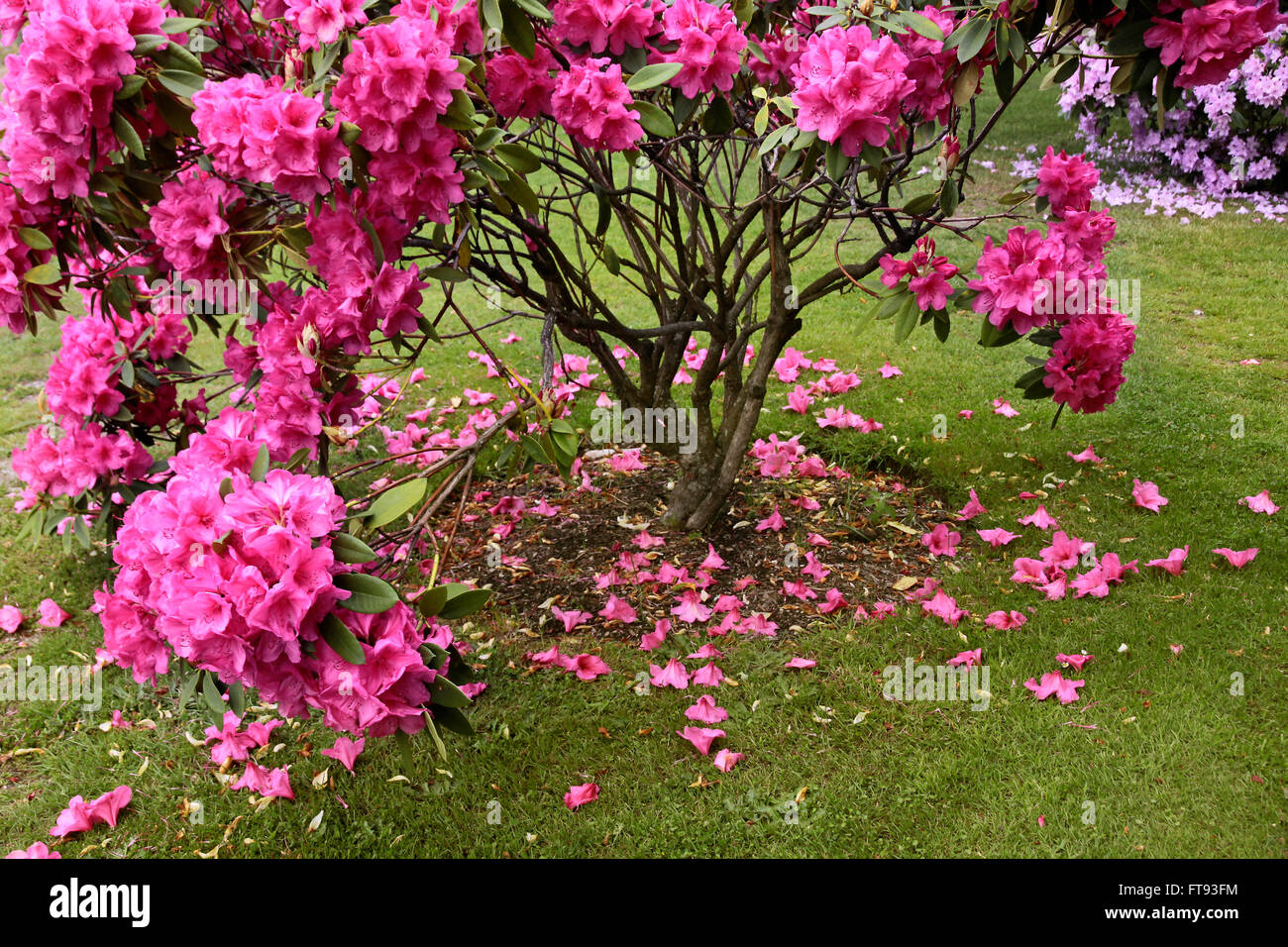 Rosa Rhododendron-Busch in Queenstown Gardens, Otago, Südinsel, Neuseeland Stockfoto