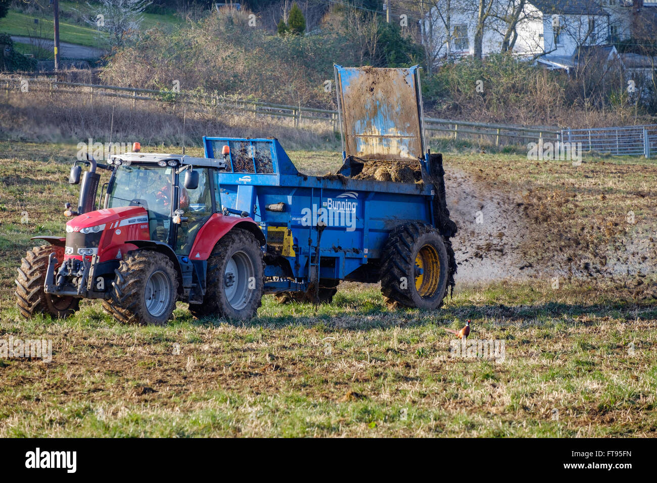 Traktor mit Anhnger, die Glle auf Fiied im zeitigen Frhjahr vor dem  Pflgen zu verbreiten. Der Dnger wirkt als natrlicher Dnger. UK  Stockfotografie - Alamy
