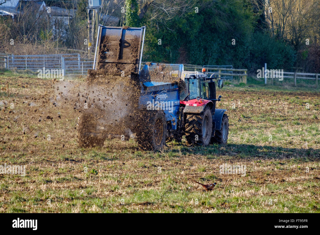 Traktor mit Anhänger, die Gülle auf Fiied im zeitigen Frühjahr vor dem Pflügen zu verbreiten. Der Dünger wirkt als natürlicher Dünger. UK Stockfoto