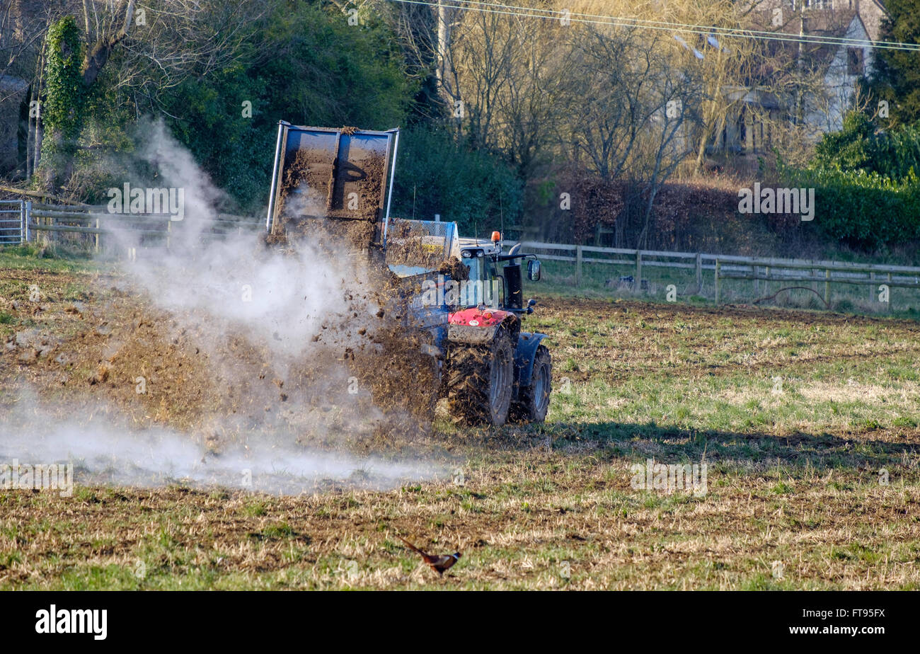 Traktor mit Anhänger, die Gülle auf Fiied im zeitigen Frühjahr vor dem Pflügen zu verbreiten. Der Dünger wirkt als natürlicher Dünger. UK Stockfoto