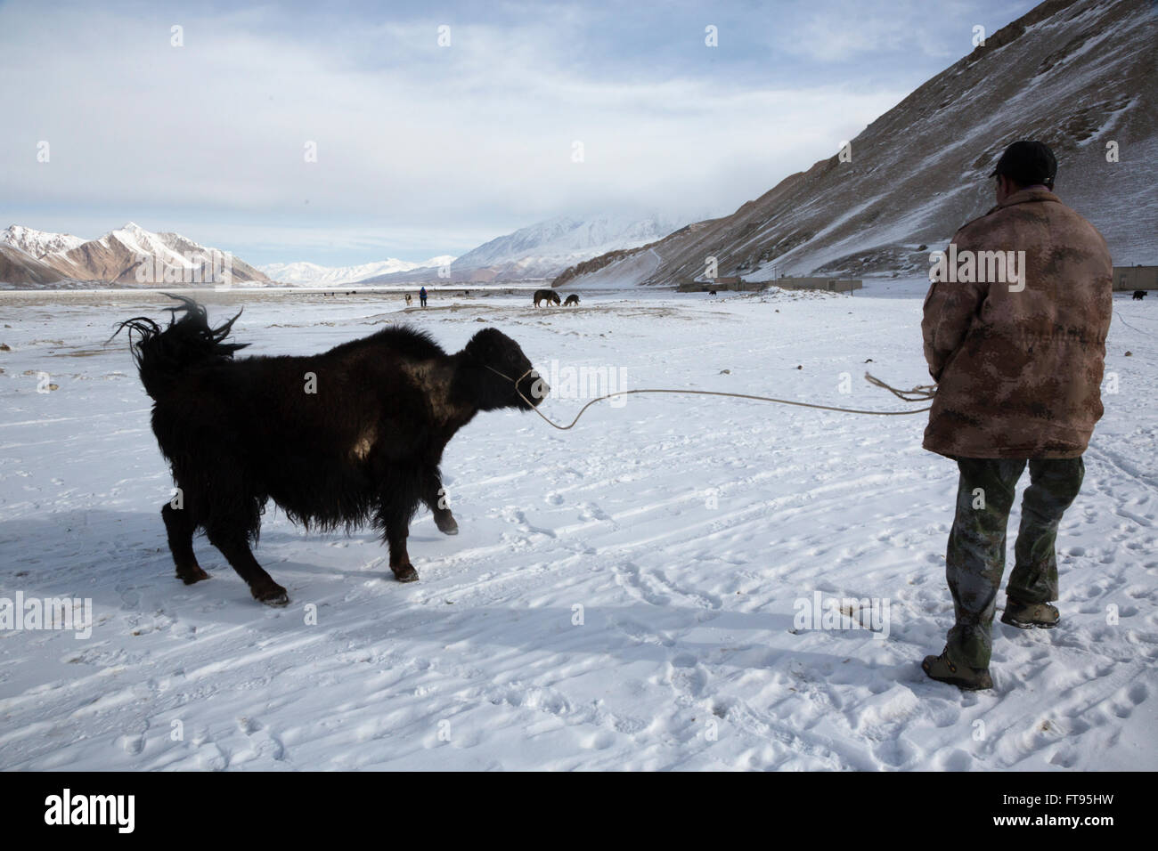 Eine Yak Herder führt auf die Weide in die Pamir-Gebirge in der Nähe von Karakul See, Taklamakan kirgisischen autonomen Präfektur, China Stockfoto