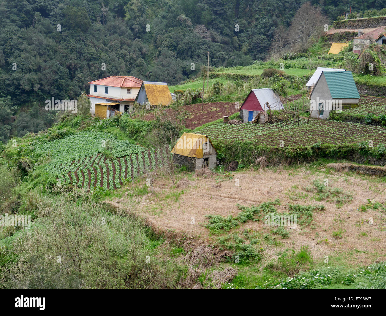 Terrassierung von Feldern wachsen Pflanzen, Madeira, März 2016 Stockfoto