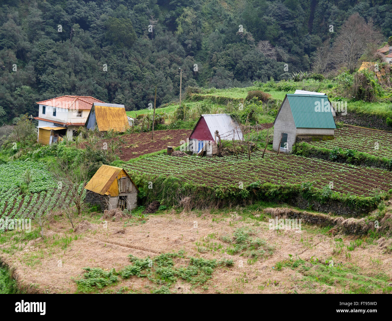 Terrassierung von Feldern wachsen Pflanzen, Madeira, März 2016 Stockfoto