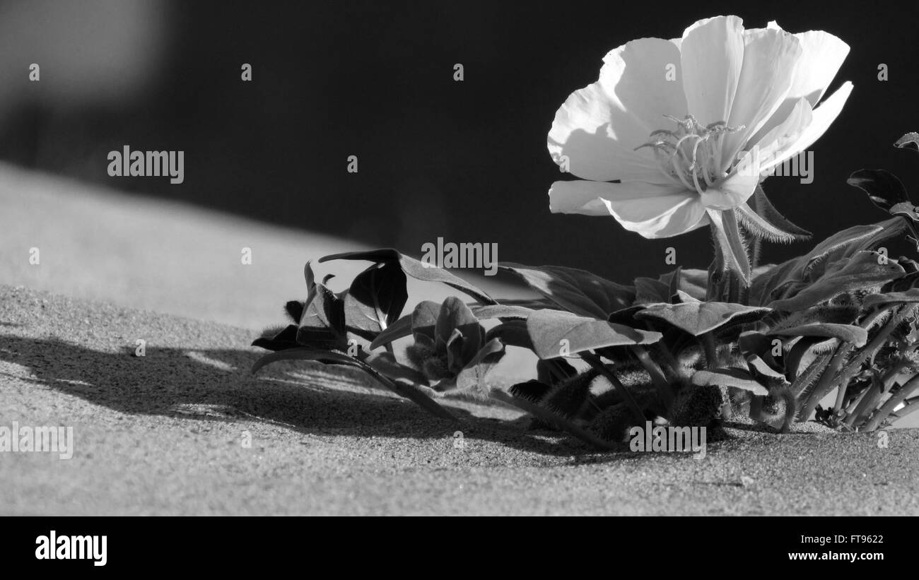 Exquisite wüste Nachtkerze schwarze und weiße Blume wendet sich das Licht auf einer Düne in Schwarz und Weiß Stockfoto