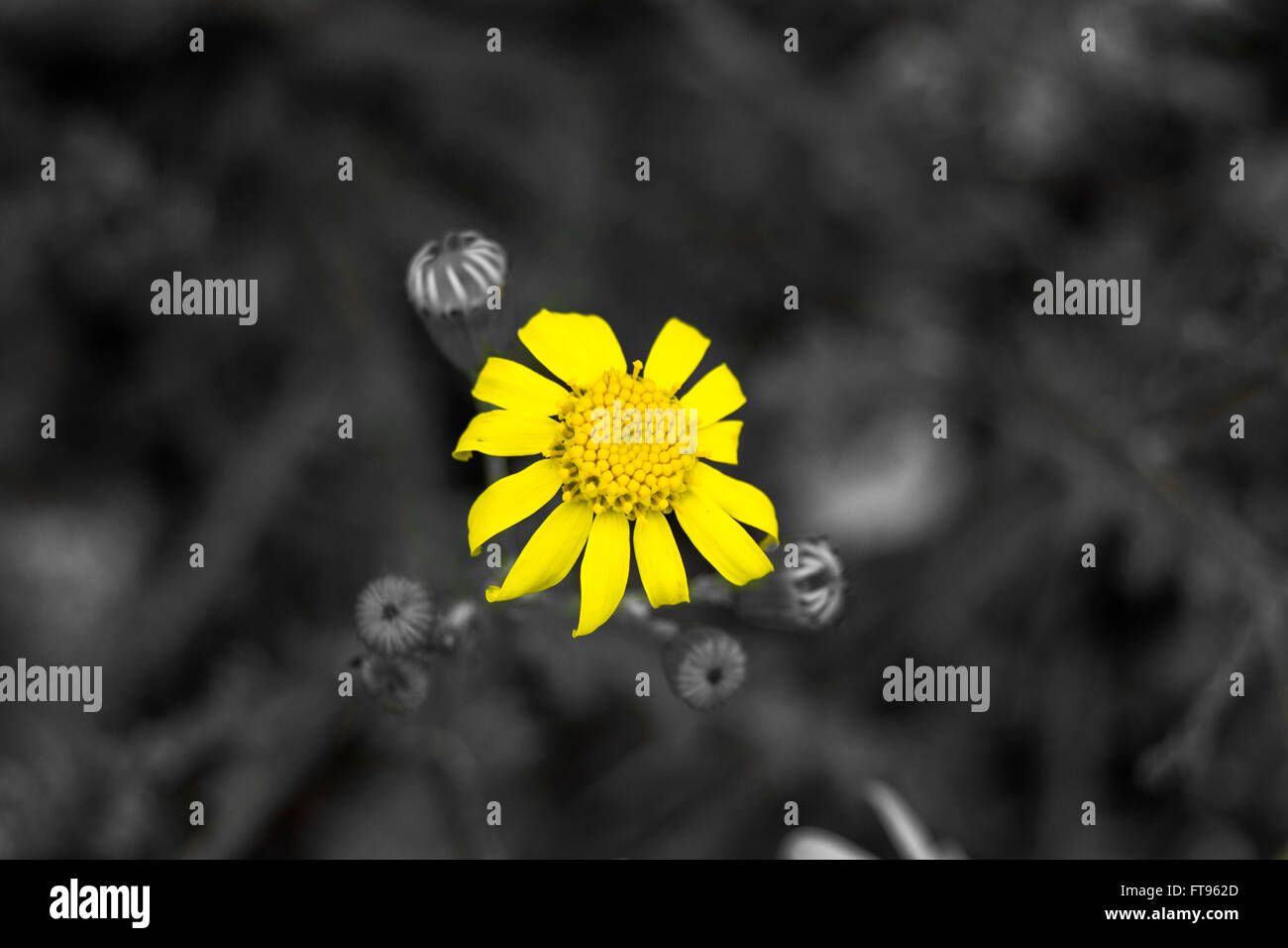 Eine Blume, die mit selektiven Farbkorrektur aus dem bunten Hintergrund isoliert. Stockfoto