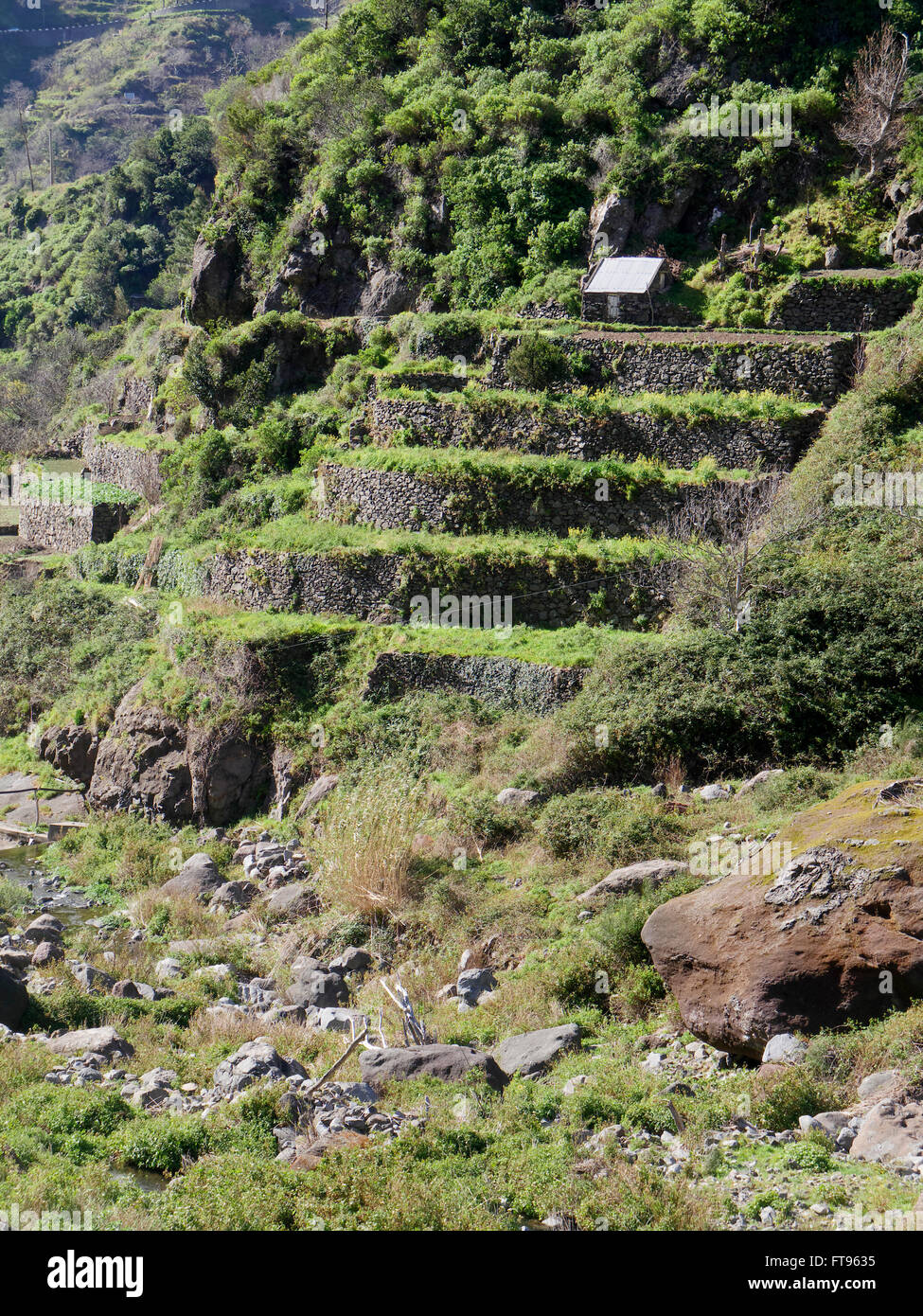 Terrassen für den Anbau von Nutzpflanzen, Südküste Madeira, März 2016 Stockfoto