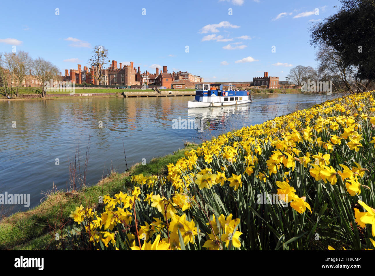 Hampton Court, London, UK. 25. März 2016. UK Wetter: Ausflugsschiff Hurley übergibt eine Schneise der gelben Narzissen neben der Themse in Hampton Court, London, in der warmen Frühlingssonne am Karfreitag Morgen glühen. Bildnachweis: Julia Gavin UK/Alamy Live-Nachrichten Stockfoto