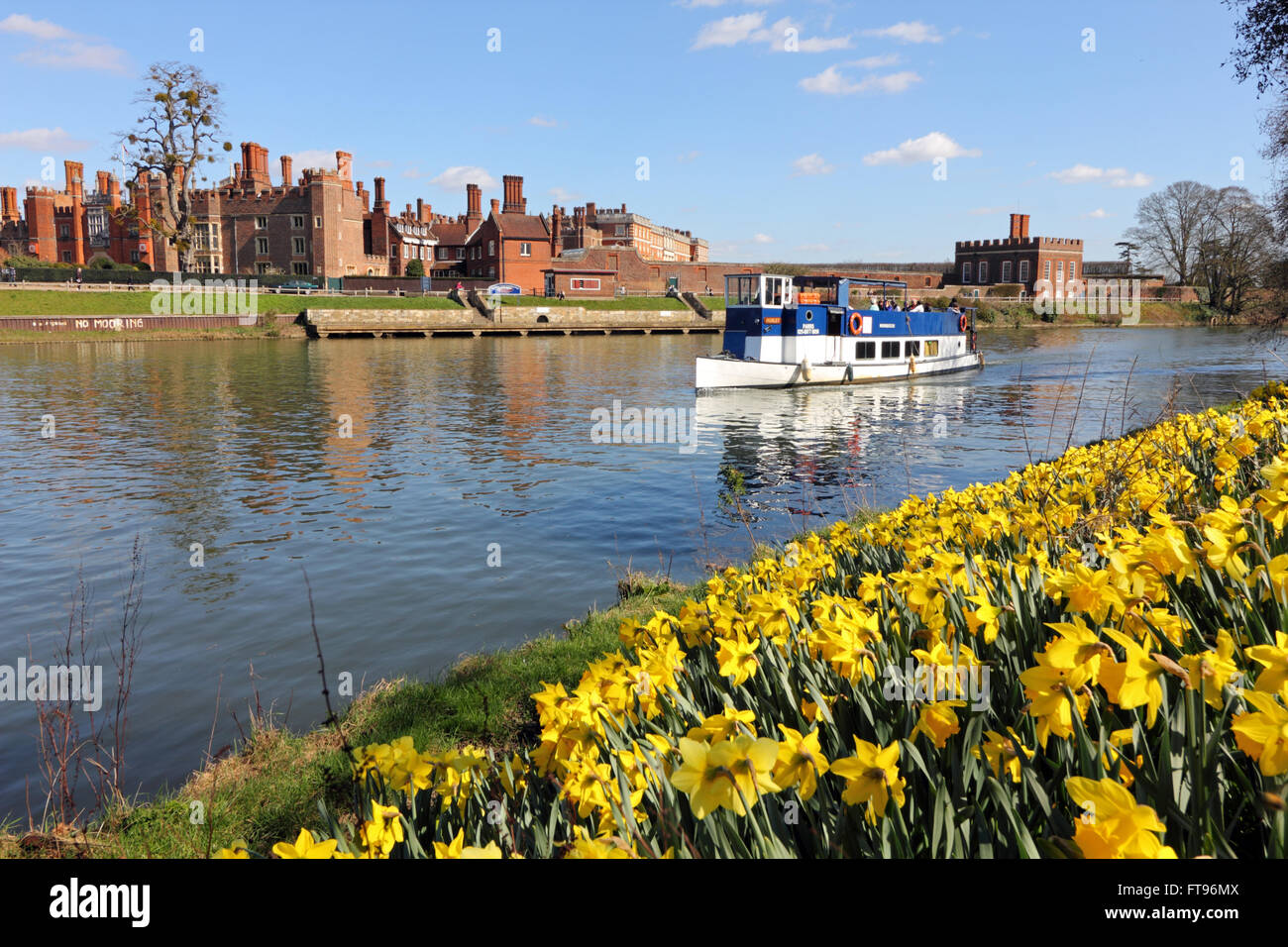 Hampton Court, London, UK. 25. März 2016. UK Wetter: Ausflugsschiff Hurley übergibt eine Schneise der gelben Narzissen neben der Themse in Hampton Court, London, in der warmen Frühlingssonne am Karfreitag Morgen glühen. Bildnachweis: Julia Gavin UK/Alamy Live-Nachrichten Stockfoto