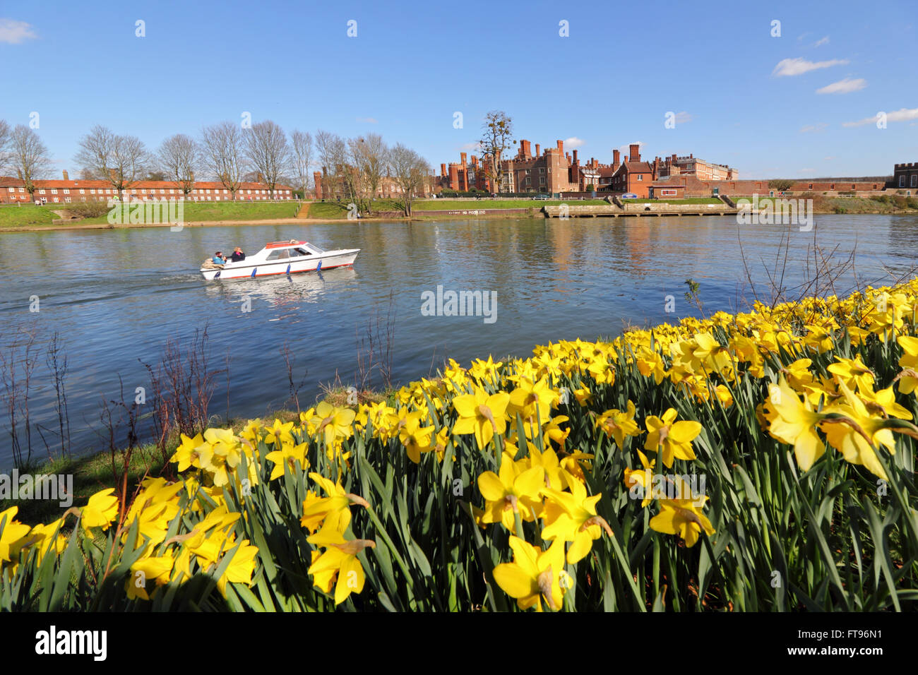 Eine Schneise der gelben Narzissen neben der Themse in Hampton Court, in der warmen Frühlingssonne auf guten Freitag Morgen. Bildnachweis: Julia Gavin UK/Alamy Live-Nachrichten. Hampton Court, London, UK. 25. März 2016. Stockfoto