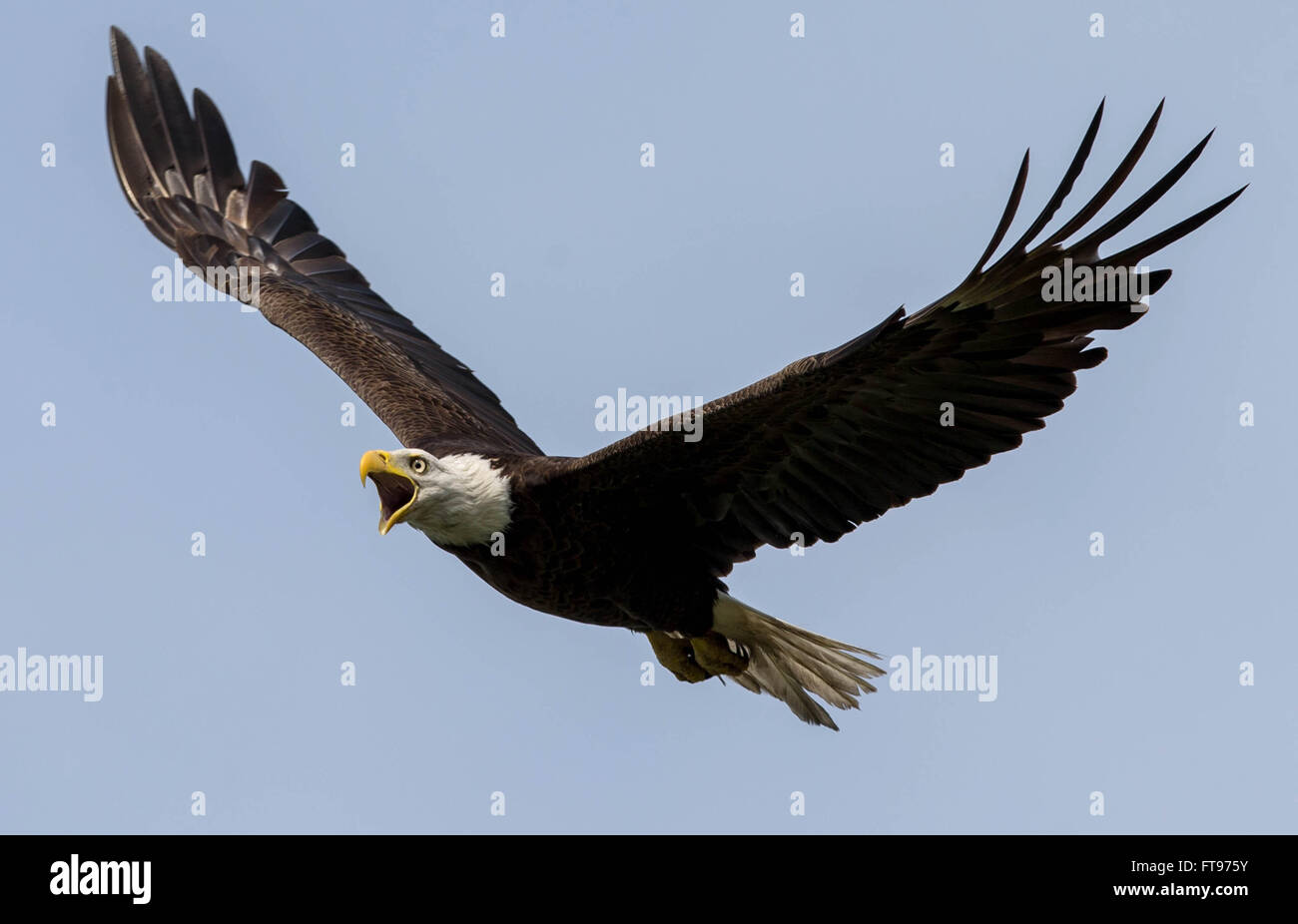 South Bay, Florida, USA. 25. März 2016. Weißkopf-Seeadler Kreisen ein Nest südlich von Lake Okeechobee in der Nähe von US-27. Palm Beach County hat soviele 22 aktive Adlerhorste nach ein Adler Nest-Locator-Web-Site von der Florida Fish and Wildlife Conservation Commission. Weißkopf-Seeadler sind ein gelungenes Beispiel, das Schutz unter den Endangered Species Act arbeitet. Weißkopf-Seeadler wurden aus der Liste bedrohter Arten im August 2007 entfernt, weil ihre Bevölkerung ausreichend erholt. Mit mehr als 1.400 Brutpaare hat eines der größten Bevölkerung der Weißkopf-Seeadler Florida in den Vereinigten Staaten, excludin Stockfoto