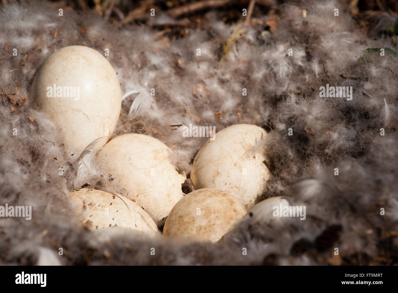 Gänse eier Fotos und Bildmaterial in hoher Auflösung Alamy
