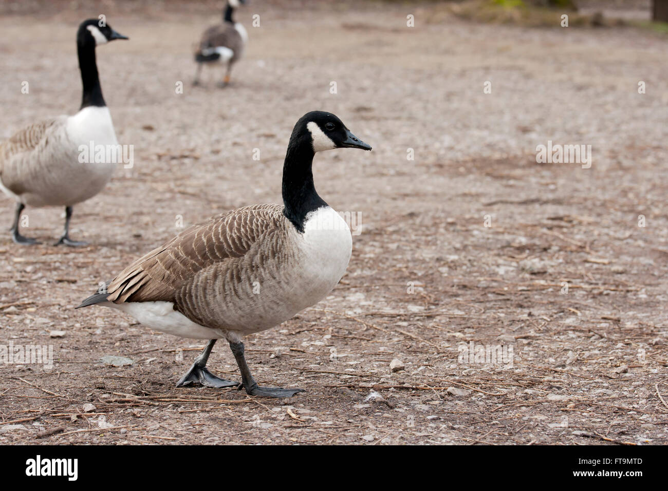 Kanada-Gans Porträt genommen in Reading - England Stockfoto