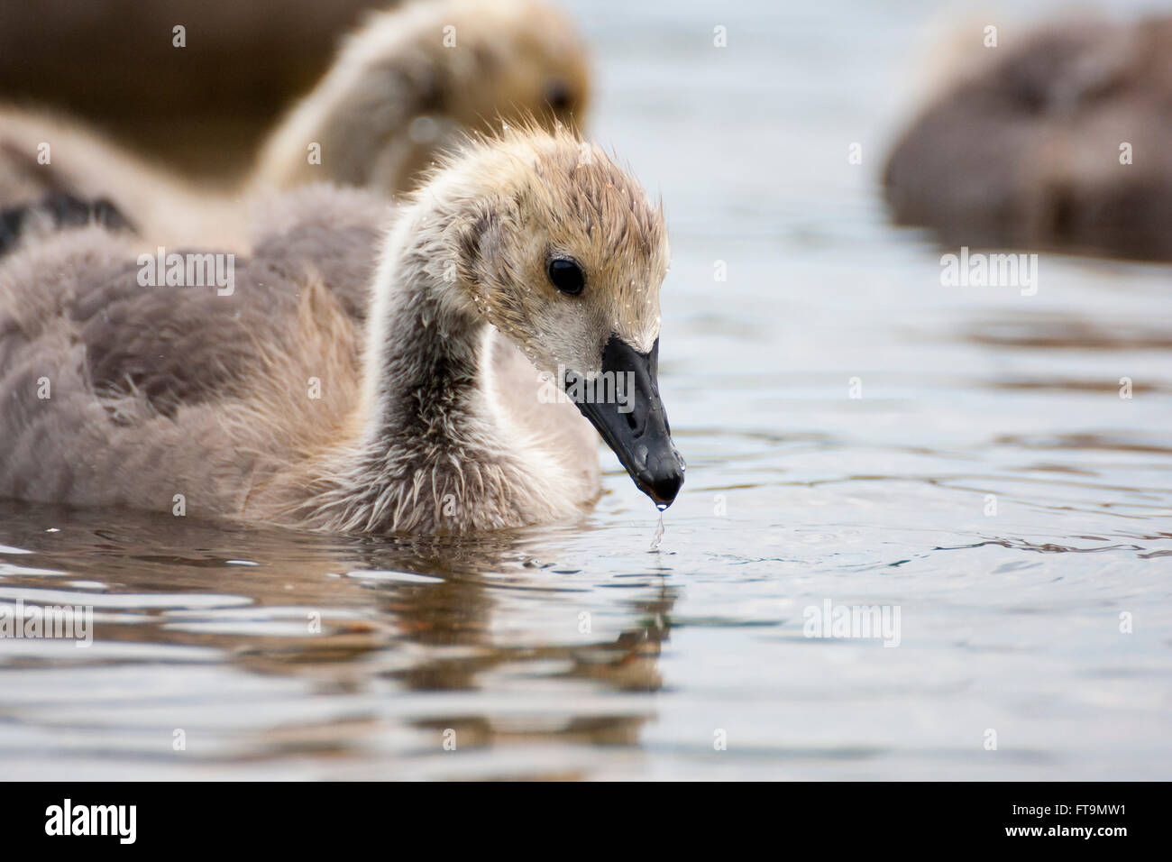 Kanada-Gans gosling Stockfoto