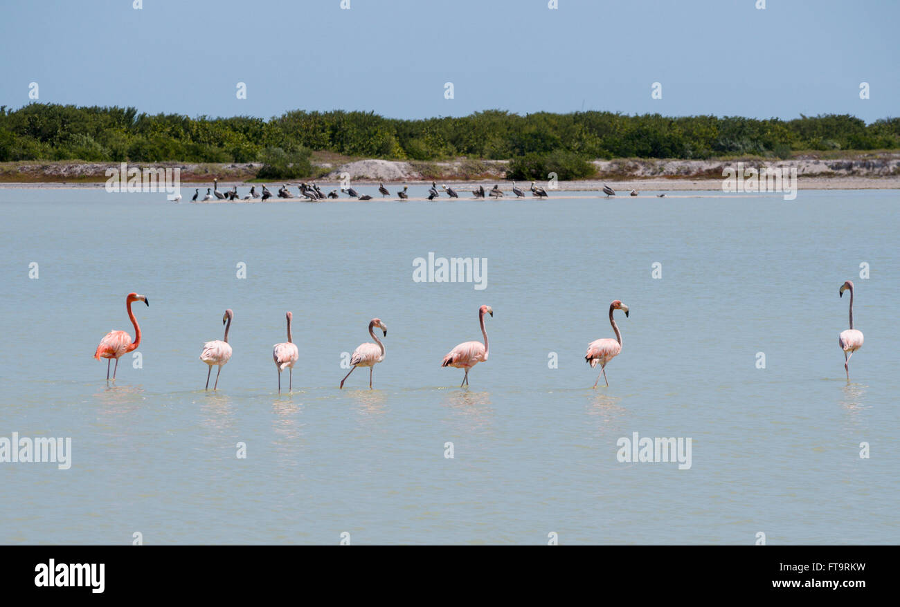 Juvenile Flamingos begleitet. Eine kleine Zeile sechs unreifen Flamingos scheint von einem größeren heller Erwachsenen begleitet werden. Stockfoto