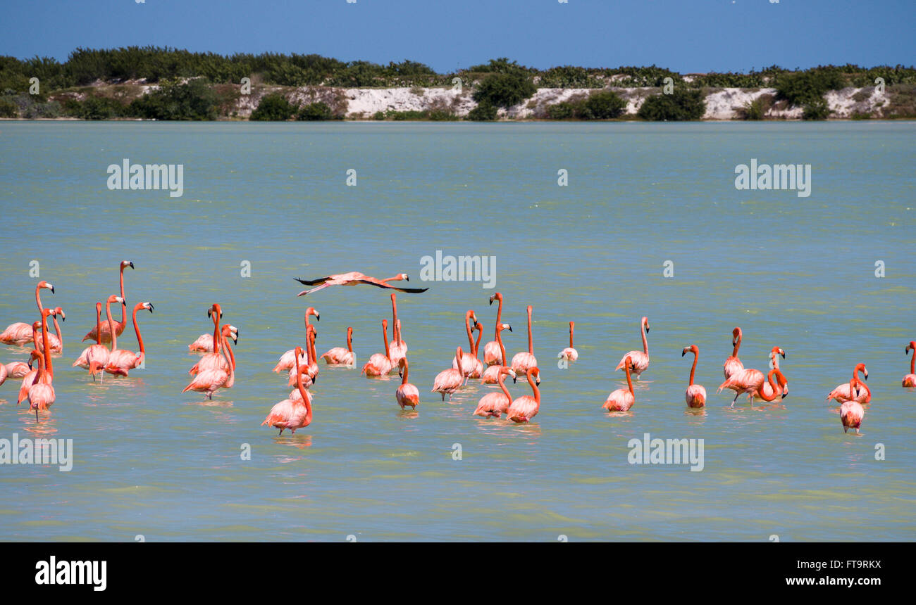 Ein einsamer fliegenden Flamingo über eine Herde von amerikanischen Flamingos. Während eine Schar von Flamingos feeds und preens fliegt ein einziger Vogel Stockfoto