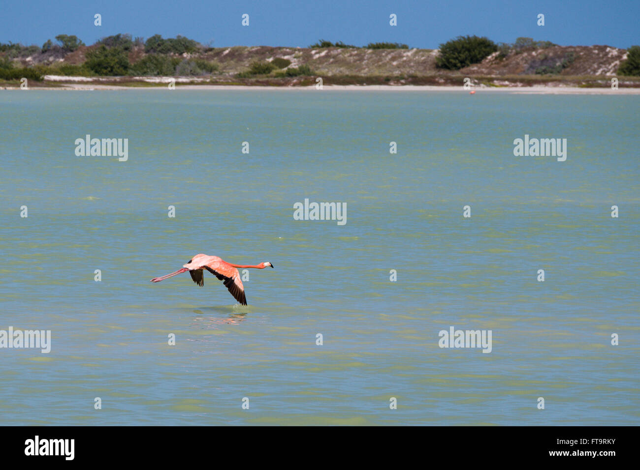Einsamer Flamingo zur Landung herein. Ein einziger Vogel flattert niedrig über dem Wasser der Lagune in ein Landeanflug. Stockfoto