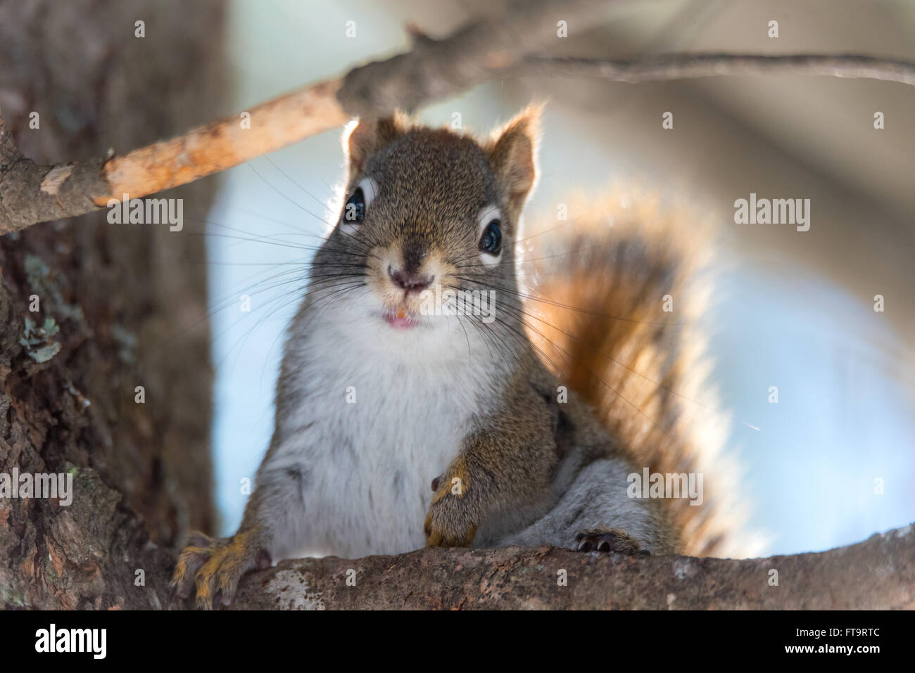 Ich liebe dich.  Nahaufnahme von niedlichen Tier, das rote Eichhörnchen scheinbar posiert für die Kamera auf einem Ast mit der Sonne hinter ihm. Stockfoto