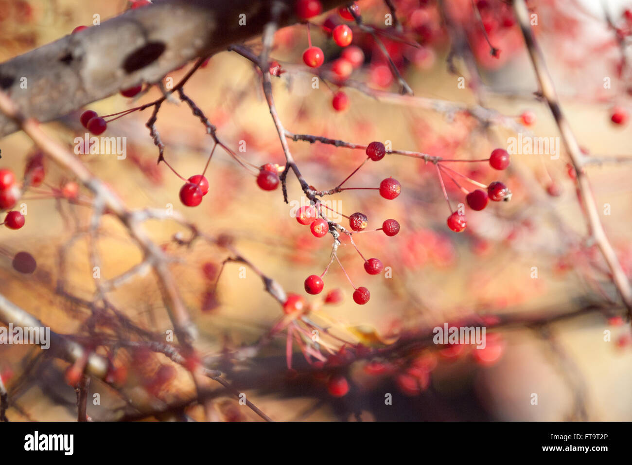 Die Beeren des Baumes Pin Kirsche (Prunus Pensylvanica) im Herbst (Herbst). Stockfoto