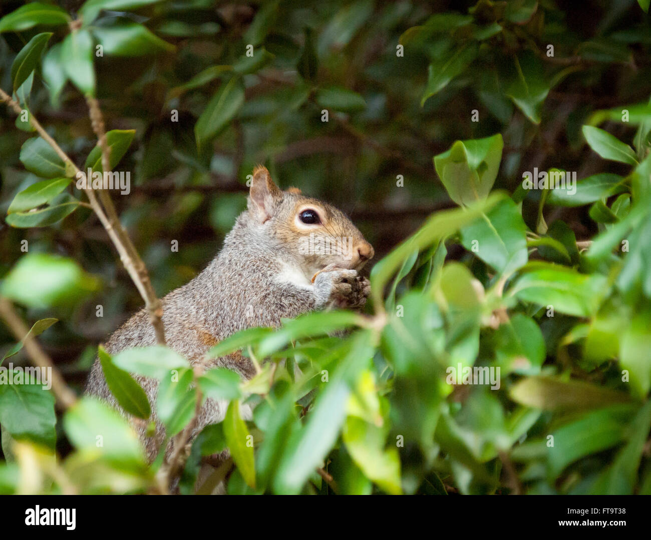 Eine östliche Grauhörnchen (Sciurus Carolinensis) in einem Baum in Beacon Hill Park in Victoria, British Columbia, Kanada. Stockfoto