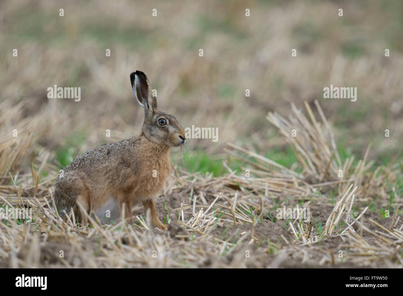 Braune Hare / Europäische Hasen / Feldhase (Lepus Europaeus), aufmerksamen Erwachsenen sitzen auf einem Stoppelfeld. Stockfoto