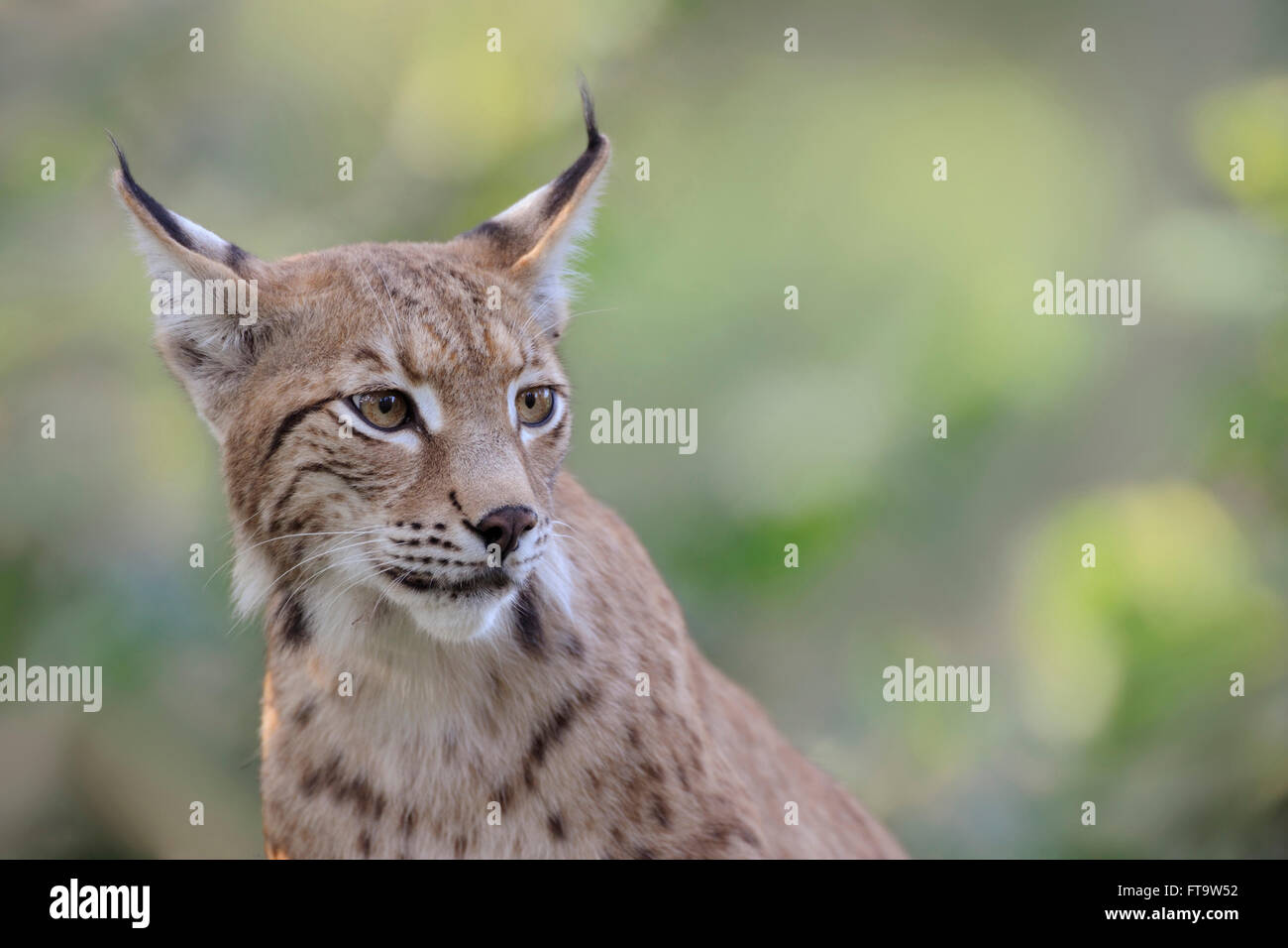 Eurasischer Luchs / Eurasischer Luchs (Lynx Lynx), Nahaufnahme, Kopf erschossen, schönen Hintergrund, auf der Suche zur Seite. Stockfoto
