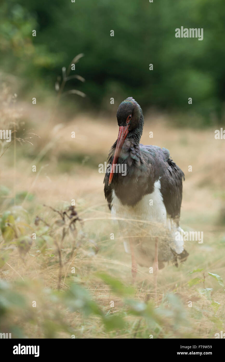 Schwarzstorch ( Ciconia nigra ), erwachsen, stehend im Gras auf einer schönen Waldlichtung, Tierwelt, Europa. Stockfoto