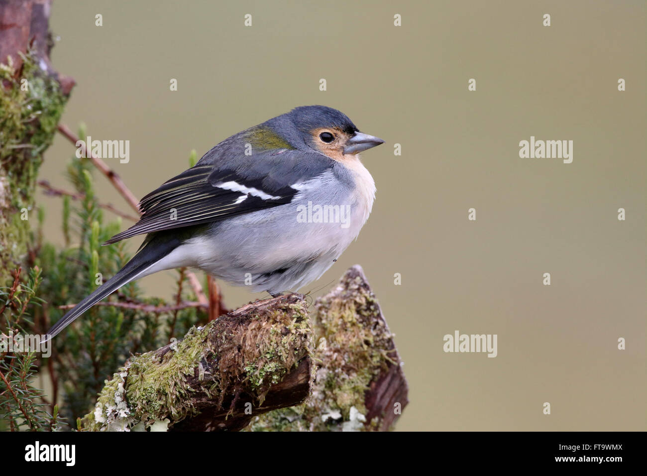 Buchfink, Fringilla Coelebs Maderensis, einzelnes Männchen auf Ast, Madeira, März 2016 Stockfoto