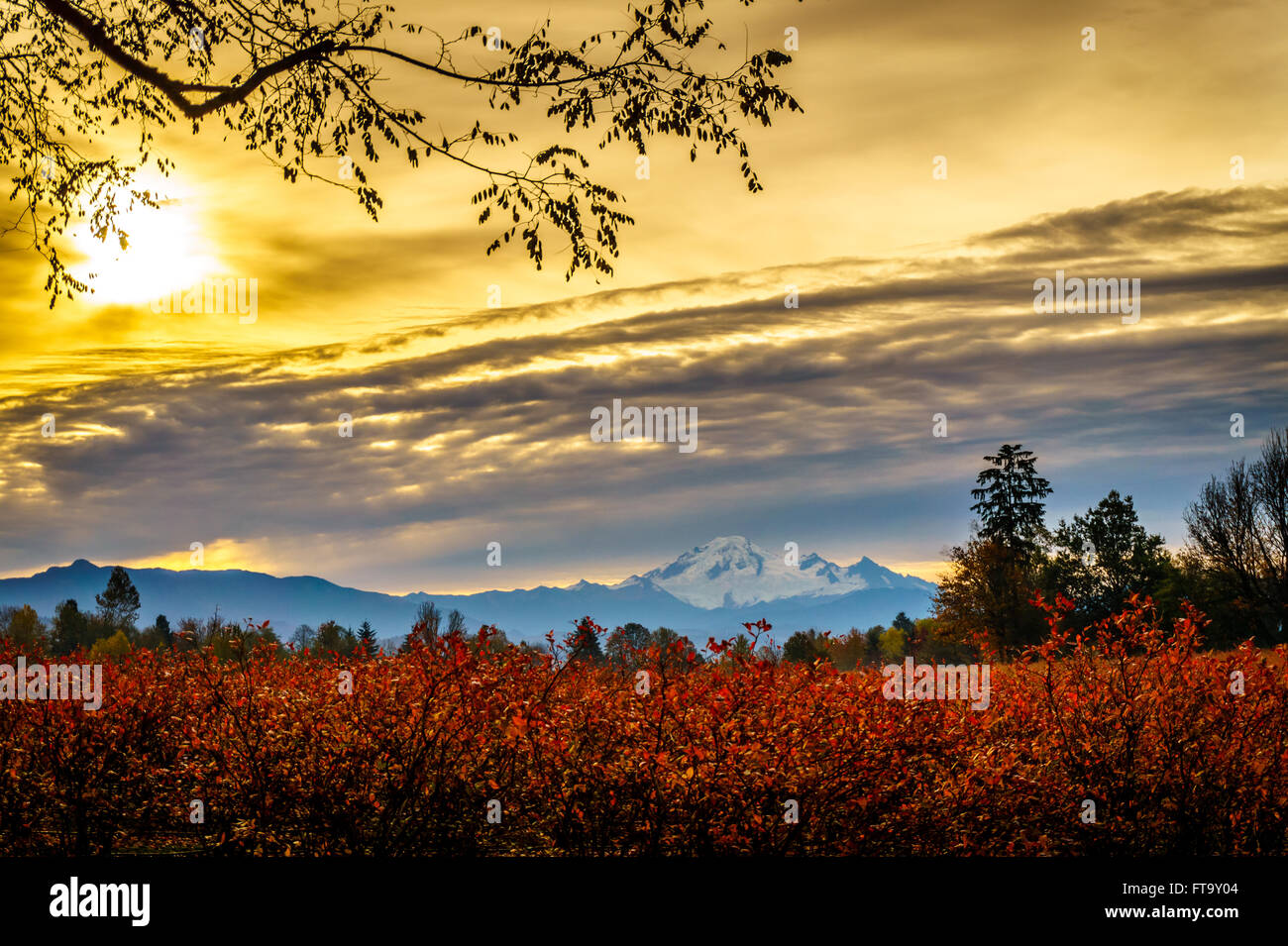 Heidelbeer-Felder im Fraser Valley mit Mount Baker im US-Bundesstaat Washington im Hintergrund Stockfoto