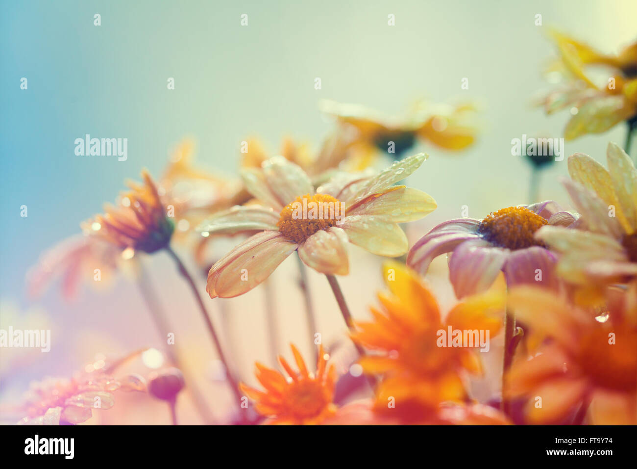 Vintage Blumen im Regen Stockfoto