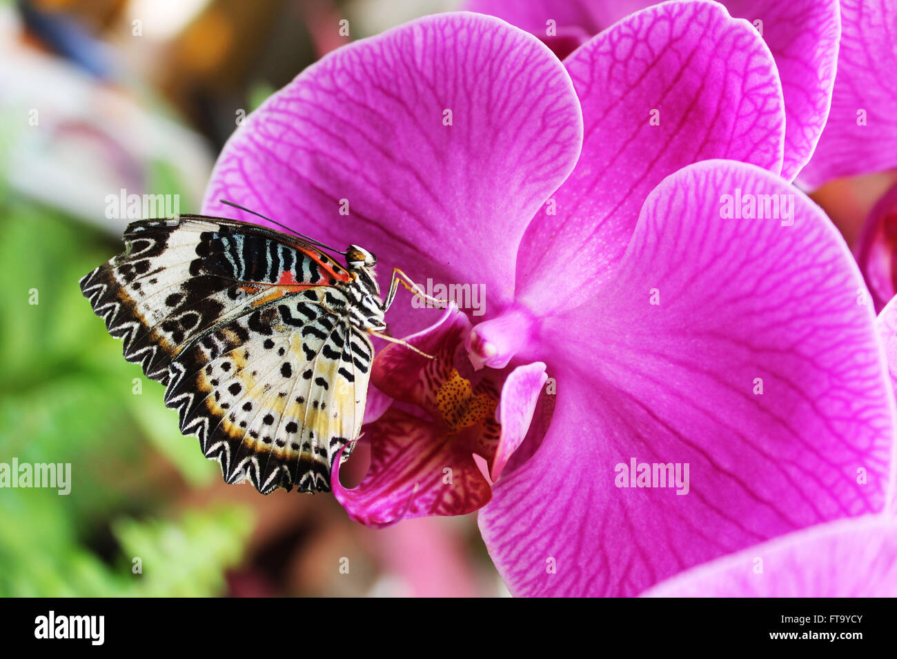 Tropischer Schmetterling auf rosa Orchidee Stockfoto